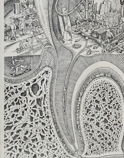 Dental Construction